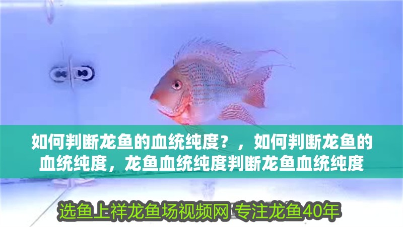如何判斷龍魚的血統純度？，如何判斷龍魚的血統純度，龍魚血統純度判斷龍魚血統純度 如何判斷龍魚的血統純度？，如何判斷龍魚的血統純度，龍魚血統純度判斷龍魚血統純度 龍魚百科