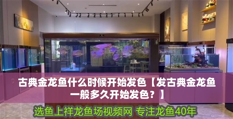 古典金龍魚什么時候開始發色【發古典金龍魚一般多久開始發色？】 古典金龍魚什么時候開始發色【發古典金龍魚一般多久開始發色？】 水族問答