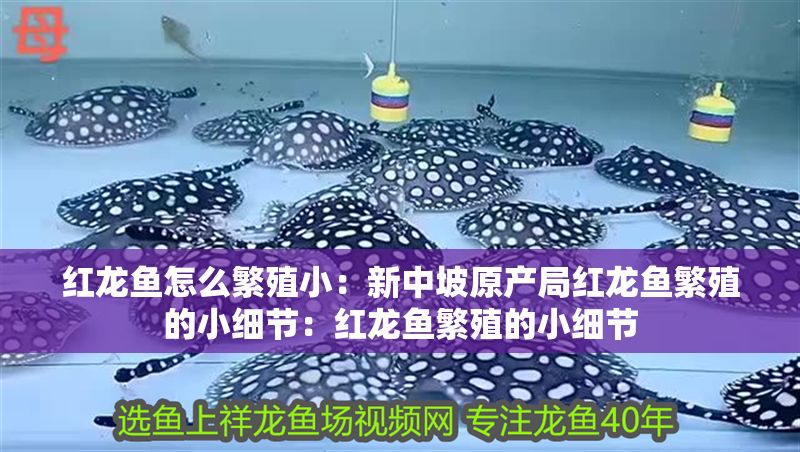 紅龍魚(yú)怎么繁殖小：新中坡原產(chǎn)局紅龍魚(yú)繁殖的小細(xì)節(jié)：紅龍魚(yú)繁殖的小細(xì)節(jié)