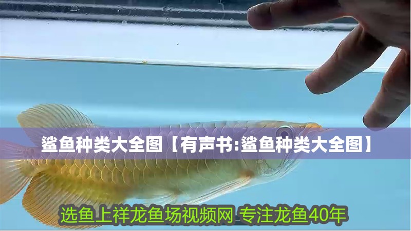 鯊魚(yú)種類(lèi)大全圖【有聲書(shū):鯊魚(yú)種類(lèi)大全圖】