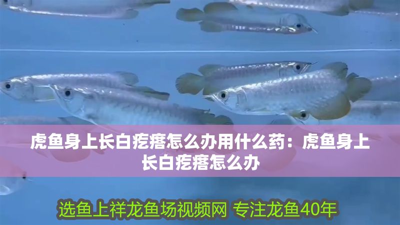 虎魚身上長白疙瘩怎么辦用什么藥：虎魚身上長白疙瘩怎么辦