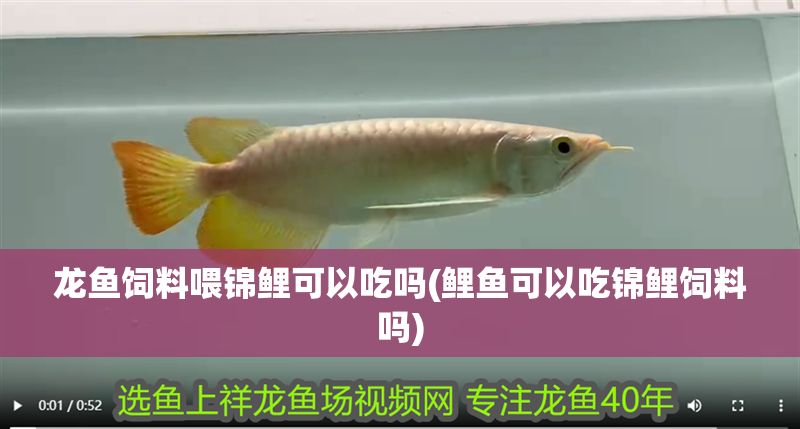 龍魚飼料喂錦鯉可以吃嗎(鯉魚可以吃錦鯉飼料嗎) 金龍魚百科 第1張 龍魚飼料喂錦鯉可以吃嗎(鯉魚可以吃錦鯉飼料嗎) 龍魚飼料喂錦鯉可以吃嗎(鯉魚可以吃錦鯉飼料嗎) 金龍魚百科 第1張