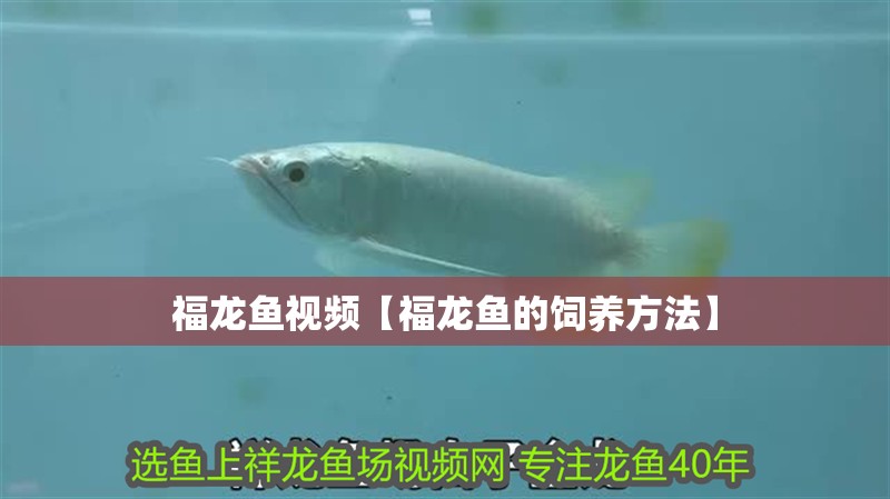 福龍魚視頻【福龍魚的飼養方法】