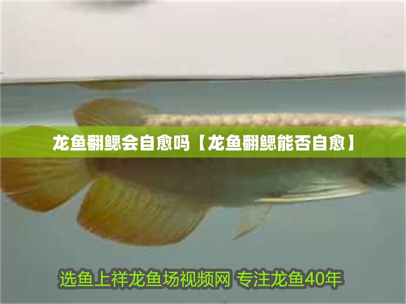 龍魚(yú)翻鰓會(huì)自愈嗎【龍魚(yú)翻鰓能否自愈】