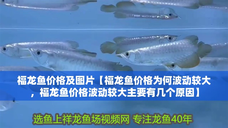 福龍魚價格及圖片【福龍魚價格為何波動較大，福龍魚價格波動較大主要有幾個原因】 福龍魚價格及圖片【福龍魚價格為何波動較大，福龍魚價格波動較大主要有幾個原因】 水族問答
