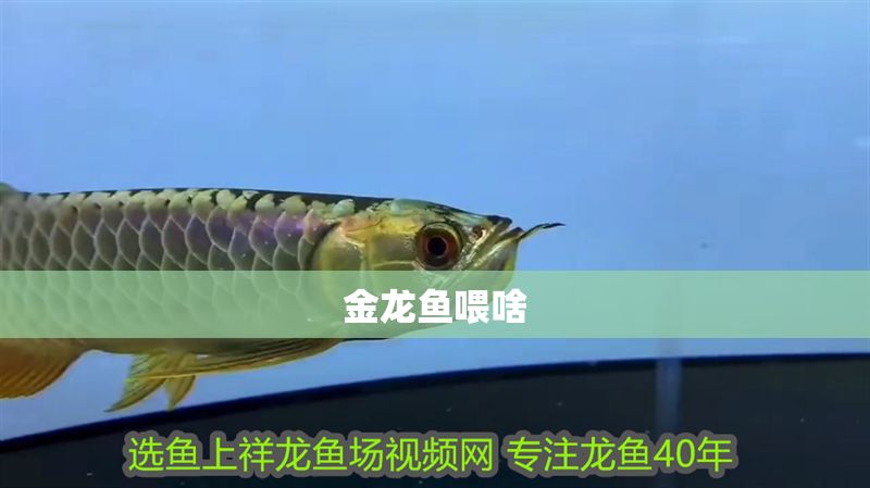金龍魚喂啥