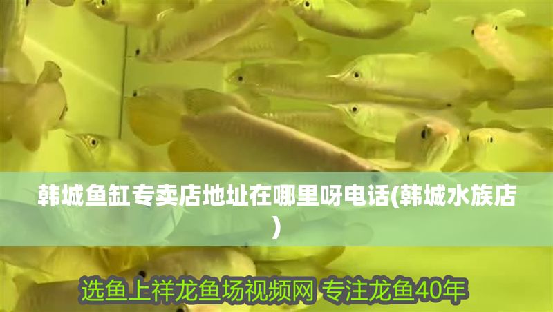 韓城魚缸專賣店地址在哪里呀電話(韓城水族店) 韓城魚缸專賣店地址在哪里呀電話(韓城水族店) 黃金貓魚百科 第1張