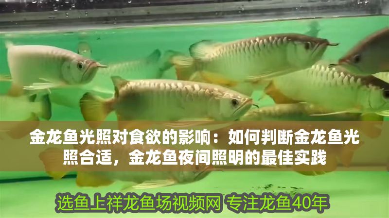 金龍魚光照對食欲的影響：如何判斷金龍魚光照合適，金龍魚夜間照明的最佳實踐 金龍魚光照對食欲的影響：如何判斷金龍魚光照合適，金龍魚夜間照明的最佳實踐 金龍魚百科 第2張