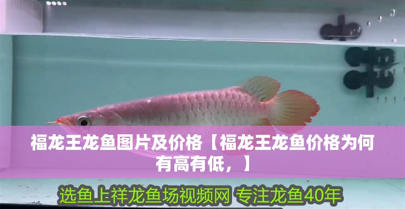 福龍王龍魚圖片及價格【福龍王龍魚價格為何有高有低，】