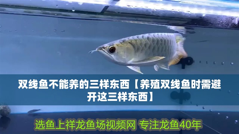 雙線魚不能養(yǎng)的三樣?xùn)|西【養(yǎng)殖雙線魚時(shí)需避開這三樣?xùn)|西】