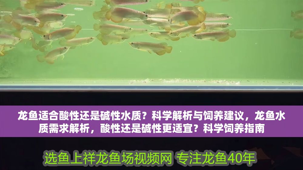 龍魚適合酸性還是堿性水質(zhì)？科學(xué)解析與飼養(yǎng)建議，龍魚水質(zhì)需求解析，酸性還是堿性更適宜？科學(xué)飼養(yǎng)指南