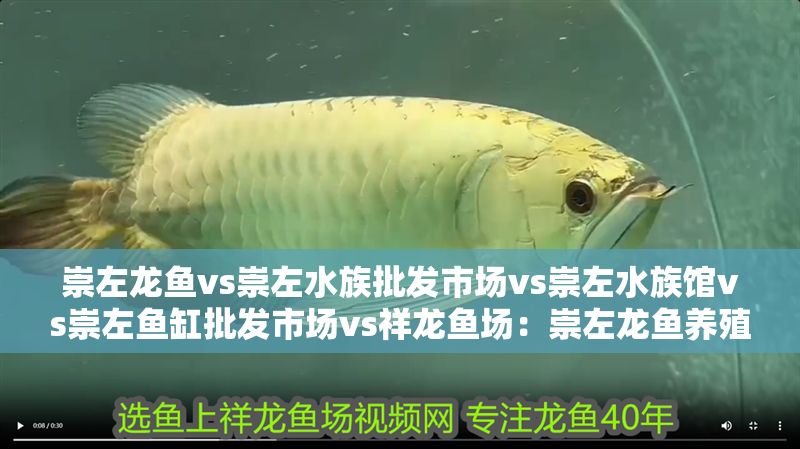 崇左龍魚vs崇左水族批發市場vs崇左水族館vs崇左魚缸批發市場vs祥龍魚場：崇左龍魚養殖技術
