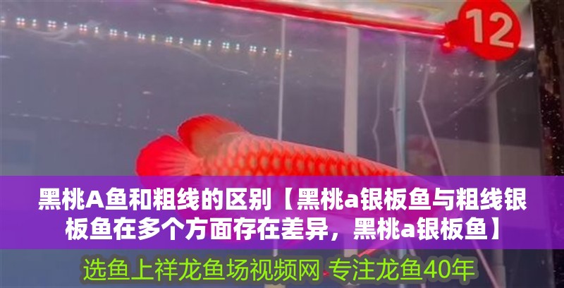 黑桃A魚和粗線的區(qū)別【黑桃a銀板魚與粗線銀板魚在多個方面存在差異，黑桃a銀板魚】