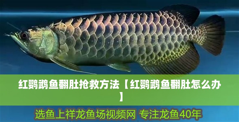 虎魚這種魚眼還有救嗎? 紅鸚鵡魚翻肚搶救方法【紅鸚鵡魚翻肚怎么辦】 龍魚論壇 紅鸚鵡魚翻肚搶救方法【紅鸚鵡魚翻肚怎么辦】 紅鸚鵡魚翻肚搶救方法【紅鸚鵡魚翻肚怎么辦】 龍魚論壇