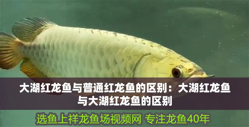 大湖紅龍魚與普通紅龍魚的區別：大湖紅龍魚與大湖紅龍魚的區別