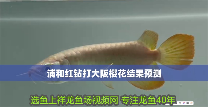 浦和紅鉆打大阪櫻花結(jié)果預(yù)測