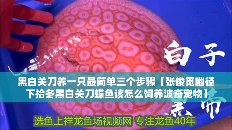 黑白關刀養一只最簡單三個步驟【張俊覓幽徑下拾冬黑白關刀蝶魚該怎么飼養波奇寵物】
