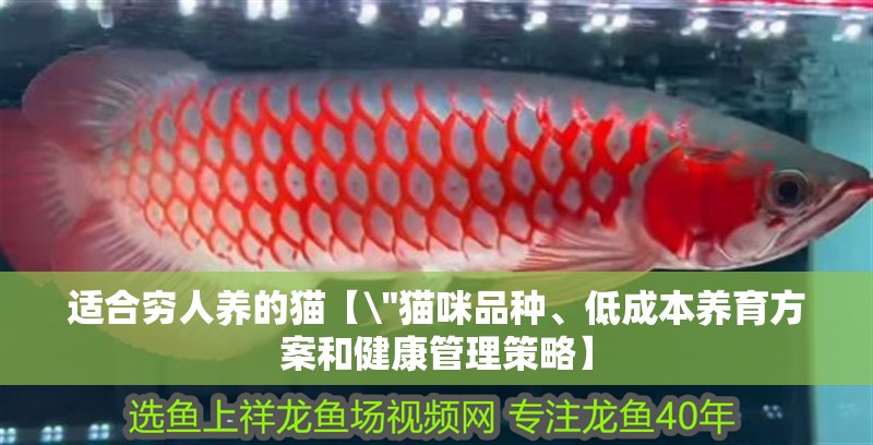 龍魚(yú)怕什么 適合窮人養(yǎng)的貓【\ 適合窮人養(yǎng)的貓【 適合窮人養(yǎng)的貓【\