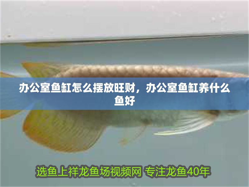 辦公室魚缸怎么擺放旺財，辦公室魚缸養(yǎng)什么魚好 辦公室魚缸怎么擺放旺財，辦公室魚缸養(yǎng)什么魚好 魚缸百科 第2張