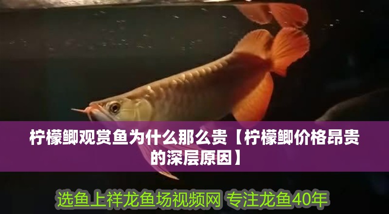 魚缸過濾器選購指南:自制魚缸過濾器魚缸上置過濾器對于養魚愛好者的必備知識 檸檬鯽觀賞魚為什么那么貴【檸檬鯽價格昂貴的深層原因】 龍魚論壇 檸檬鯽觀賞魚為什么那么貴【檸檬鯽價格昂貴的深層原因】 檸檬鯽觀賞魚為什么那么貴【檸檬鯽價格昂貴的深層原因】 龍魚論壇