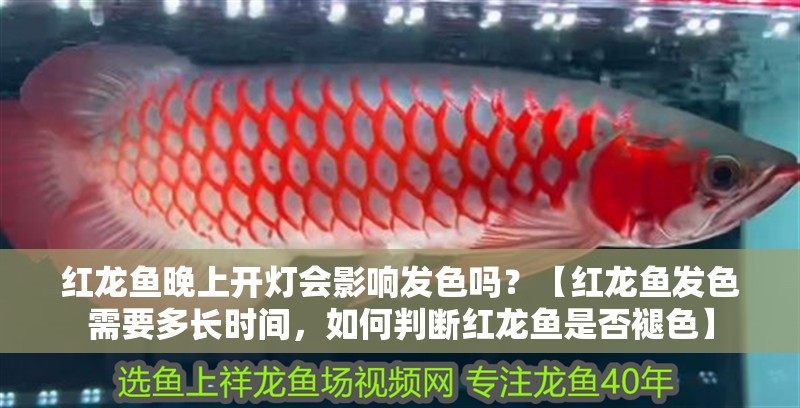 紅龍魚晚上開燈會影響發色嗎？【紅龍魚發色需要多長時間，如何判斷紅龍魚是否褪色】