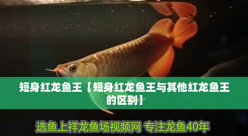 短身紅龍魚王【短身紅龍魚王與其他紅龍魚王的區別】