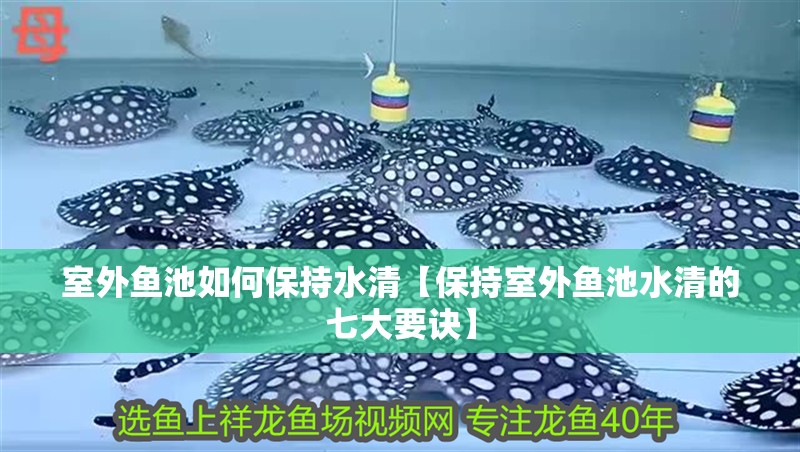 室外魚池如何保持水清【保持室外魚池水清的七大要訣】