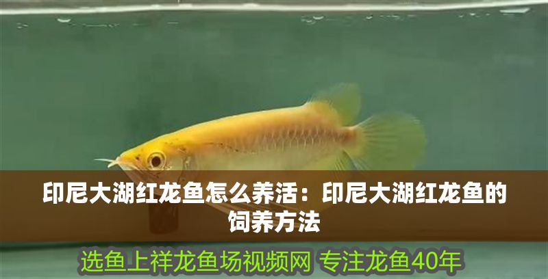 印尼大湖紅龍魚怎么養活：印尼大湖紅龍魚的飼養方法