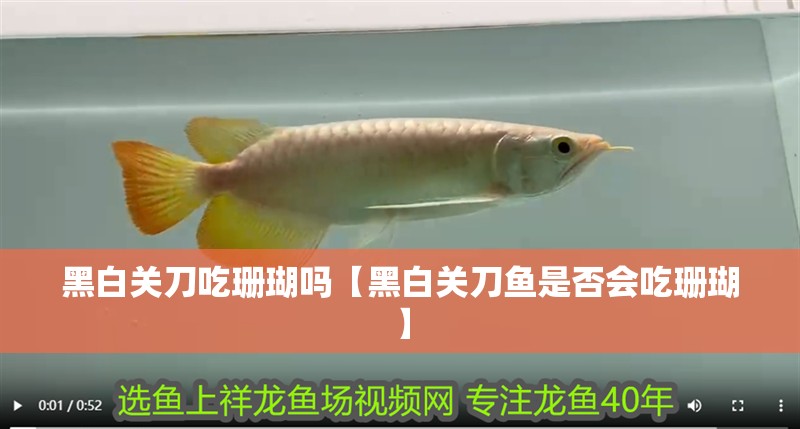 黑白關刀吃珊瑚嗎【黑白關刀魚是否會吃珊瑚】