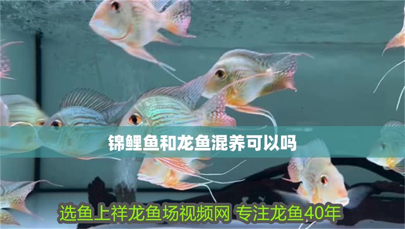 錦鯉魚和龍魚混養(yǎng)可以嗎