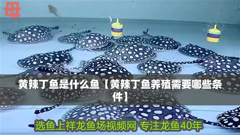 黃辣丁魚是什么魚【黃辣丁魚養(yǎng)殖需要哪些條件】