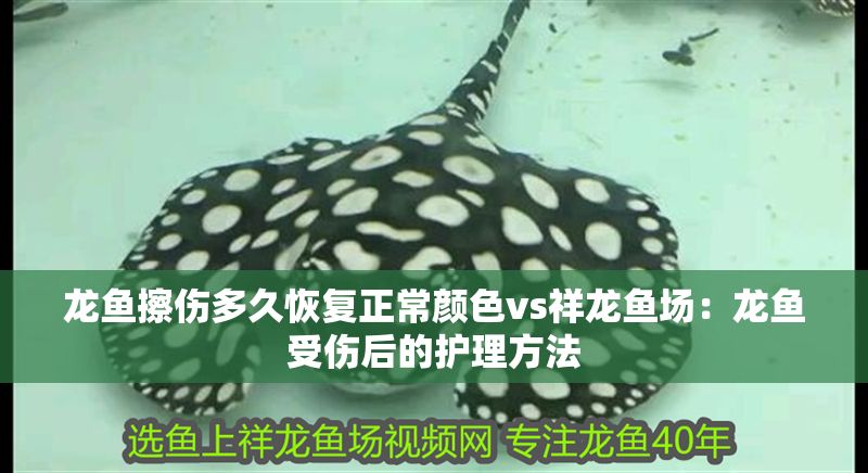 龍魚擦傷多久恢復正常顏色vs祥龍魚場：龍魚受傷后的護理方法