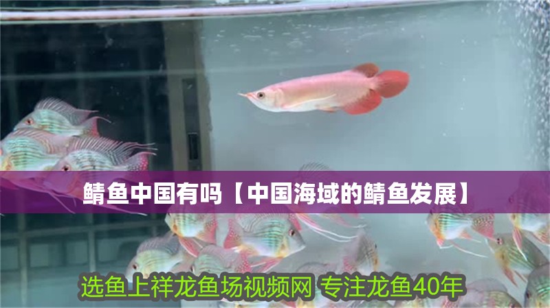 鯖魚(yú)中國(guó)有嗎【中國(guó)海域的鯖魚(yú)發(fā)展】