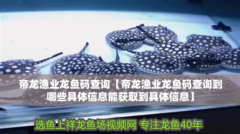 帝龍漁業(yè)龍魚碼查詢【帝龍漁業(yè)龍魚碼查詢到哪些具體信息能獲取到具體信息】 帝龍漁業(yè)龍魚碼查詢【帝龍漁業(yè)龍魚碼查詢到哪些具體信息能獲取到具體信息】 水族問答