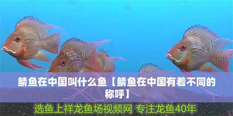 鯖魚在中國(guó)叫什么魚【鯖魚在中國(guó)有著不同的稱呼】