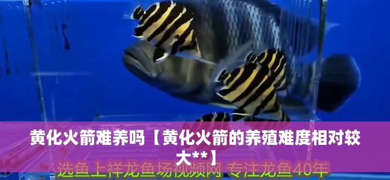 黃化火箭難養(yǎng)嗎【黃化火箭的養(yǎng)殖難度相對較大**】