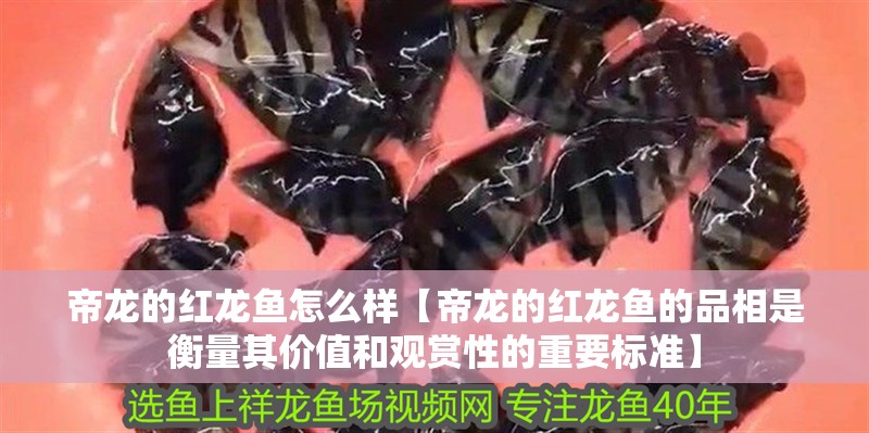 帝龍的紅龍魚怎么樣【帝龍的紅龍魚的品相是衡量其價值和觀賞性的重要標準】