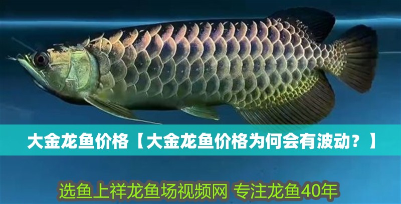 大金龍魚價格【大金龍魚價格為何會有波動？】