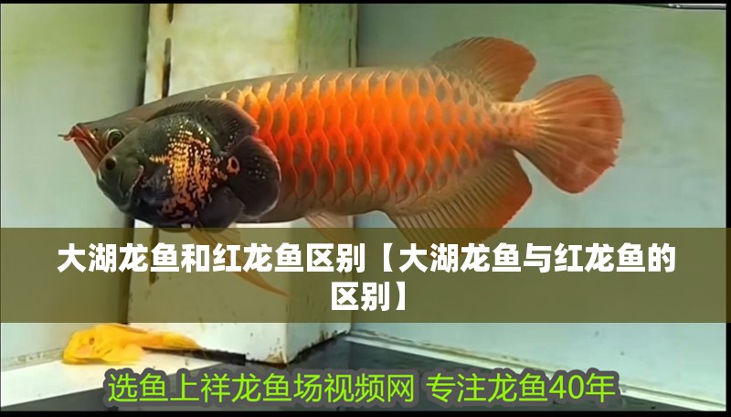 大湖龍魚和紅龍魚區別【大湖龍魚與紅龍魚的區別】