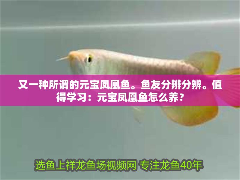 又一種所謂的元寶鳳凰魚。魚友分辨分辨。值得學習：元寶鳳凰魚怎么養？ 又一種所謂的元寶鳳凰魚。魚友分辨分辨。值得學習：元寶鳳凰魚怎么養？ 元寶鳳凰魚百科 第2張