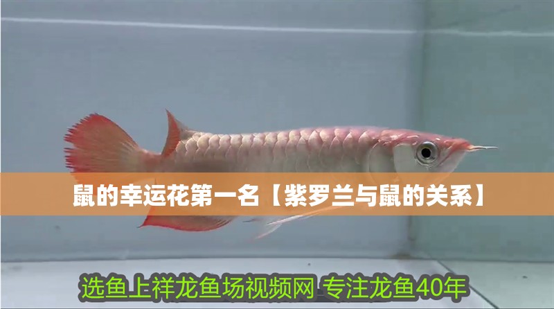 鼠的幸運花第一名【紫羅蘭與鼠的關(guān)系】 鼠的幸運花第一名【紫羅蘭與鼠的關(guān)系】 龍魚論壇