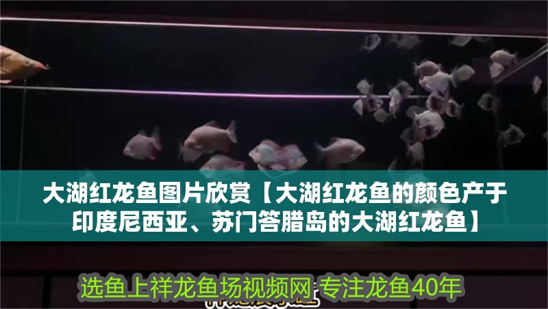 大湖紅龍魚圖片欣賞【大湖紅龍魚的顏色產于印度尼西亞、蘇門答臘島的大湖紅龍魚】 大湖紅龍魚圖片欣賞【大湖紅龍魚的顏色產于印度尼西亞、蘇門答臘島的大湖紅龍魚】 水族問答