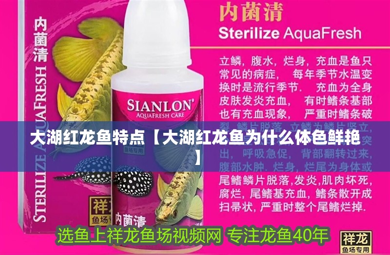 大湖紅龍魚特點(diǎn)【大湖紅龍魚為什么體色鮮艷】