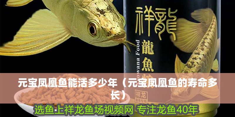 元寶鳳凰魚能活多少年（元寶鳳凰魚的壽命多長） 元寶鳳凰魚能活多少年（元寶鳳凰魚的壽命多長） 元寶鳳凰魚百科 第1張