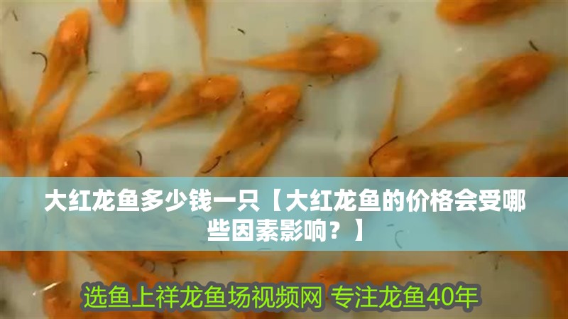 大紅龍魚多少錢一只【大紅龍魚的價格會受哪些因素影響？】 大紅龍魚多少錢一只【大紅龍魚的價格會受哪些因素影響？】 水族問答