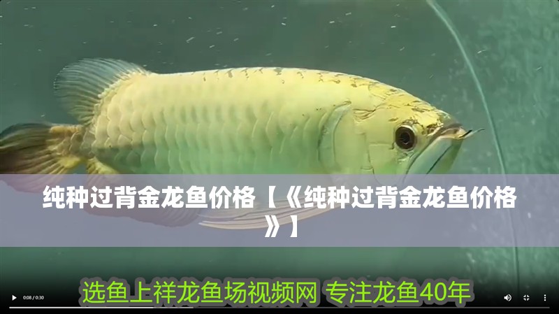 純種過背金龍魚價格【《純種過背金龍魚價格》】 純種過背金龍魚價格【《純種過背金龍魚價格》】 水族問答