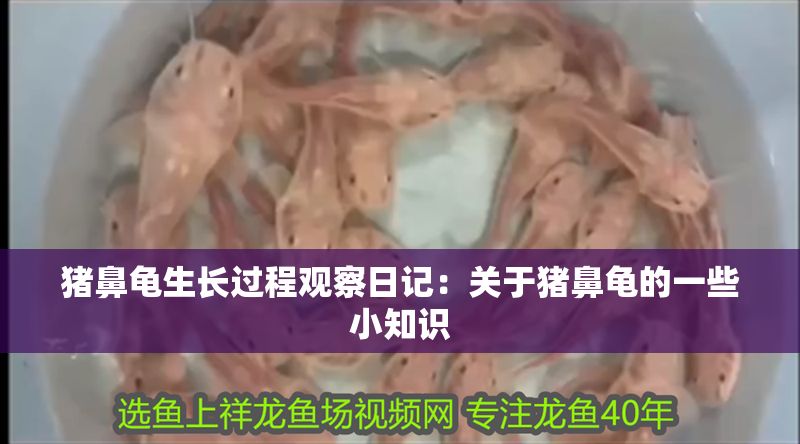 豬鼻龜生長過程觀察日記：關于豬鼻龜的一些小知識