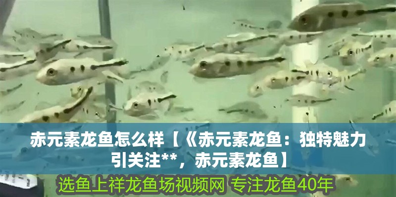 赤元素龍魚怎么樣【《赤元素龍魚：獨(dú)特魅力引關(guān)注**，赤元素龍魚】
