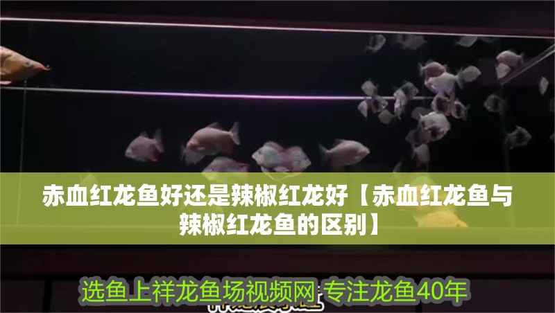赤血紅龍魚好還是辣椒紅龍好【赤血紅龍魚與辣椒紅龍魚的區(qū)別】