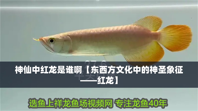 神仙中紅龍是誰啊【東西方文化中的神圣象征——紅龍】